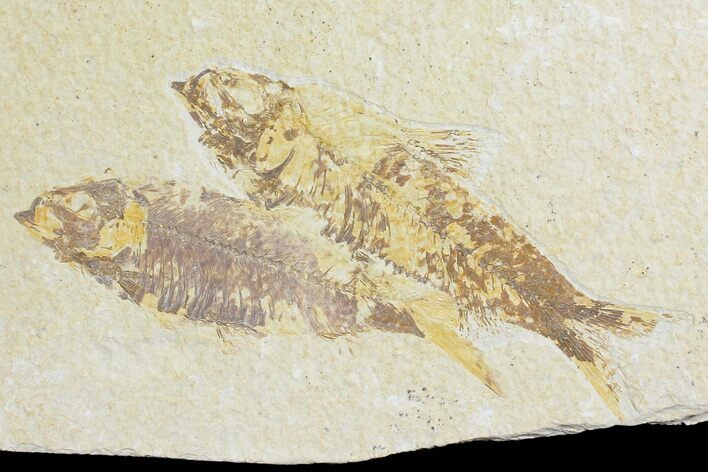 Two Fossil Fish (Knightia) - Green River Formation #176427